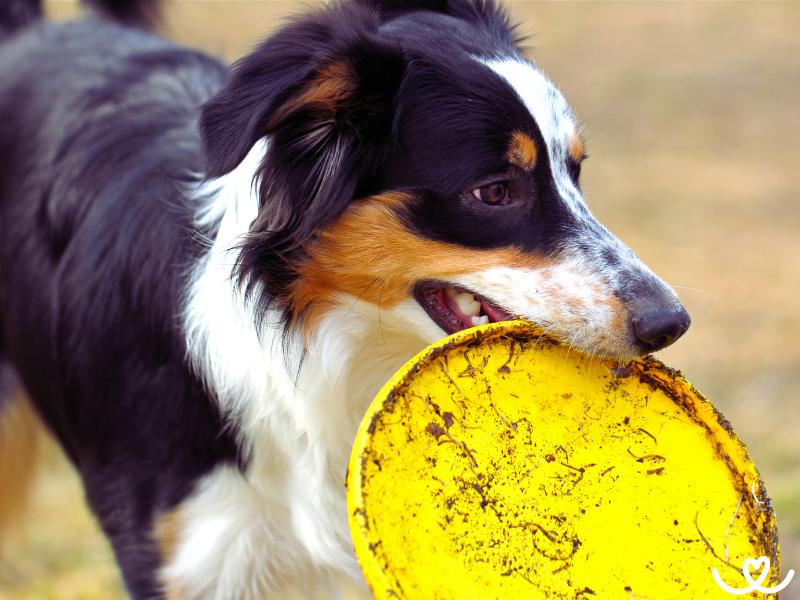 Dogfrisbee (5)